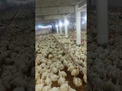 #broilerchickenfarming #desimurgifarmbusiness #henfarm #poultryfarmingbusiness #murgifarm