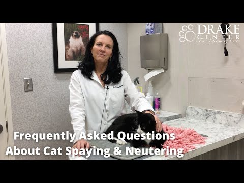 Frequently Asked Questions About Cat Spaying and Neutering