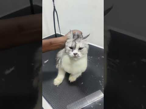 Cat stylish Hair cutting ✂️#cat #cats #catshorts #catvideos #catsofinstagram #catsoftiktok #grooming