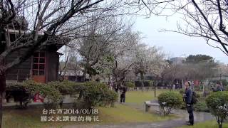 台北市國父史蹟館的梅花20140118