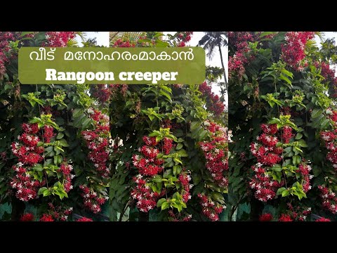 All Time flowering creeper plant |Rangoon creeper| വീട്‌ മനോഹരമാക്കാൻ Rangoon creeper