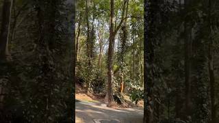 Stunning Coorge mornings Ibini resort #forest #trending #shorts #youtubeshorts #sunrisese #travel