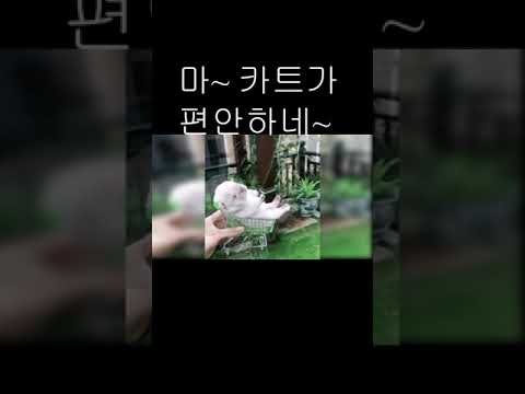 마~ 카트가 편안하네~ 으이~#shorts