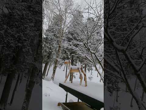 富士吉田から県道717鳥居地トンネルを抜け山中湖村に帰るとそこは雪国でした,雪の山中湖村,山中湖村の雪景色,標高1050ｍ,山中湖村,大雪注意報,着雪注意報,no106 @bokuchamame