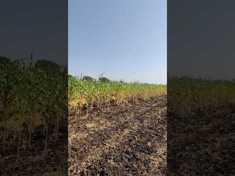 our farm . bajra in farm .#shorts #farming #trending #farm