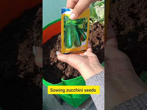 it is the right time to sow zucchini seeds #terracegarden #organic #ytshorts