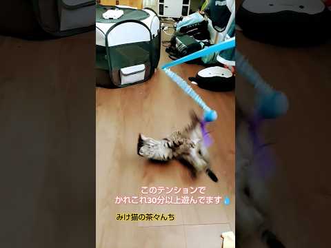 子猫のテンション　#cute #子猫#保護猫#サバトラ#キジトラ#野性味