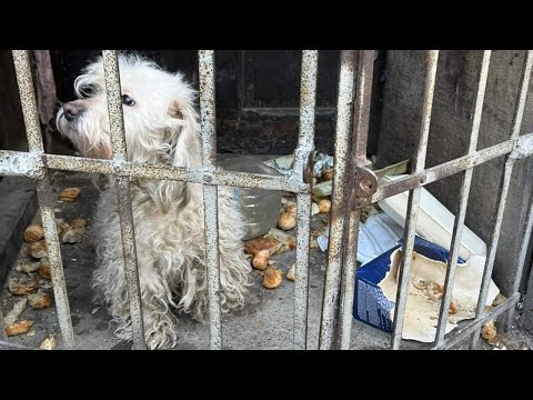 THE WORST Dog Condition I've EVER Seen! Neglected and Abused, but Shaved and Rescued