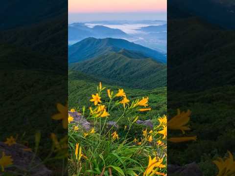 지리산노고단의여름 #노고단원추리 #8월의지리산 #JirisanNationalPark