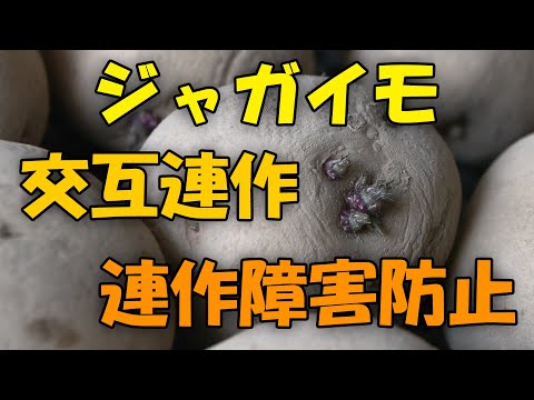 【交互連作】ジャガイモと長ネギ