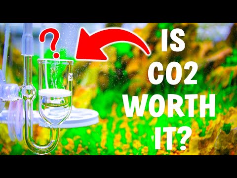 What CO2 REALLY Does For Your Aquarium | Side-By-Side Aquarium CO2 Experiment |