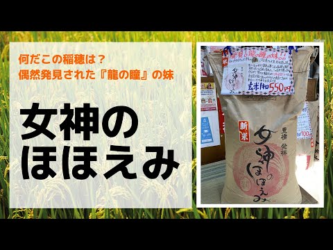 偶然生まれた龍の瞳の妹！豊橋発祥『女神のほほえみ』のご紹介　岐阜市の美味しいお米屋　お米の熊田