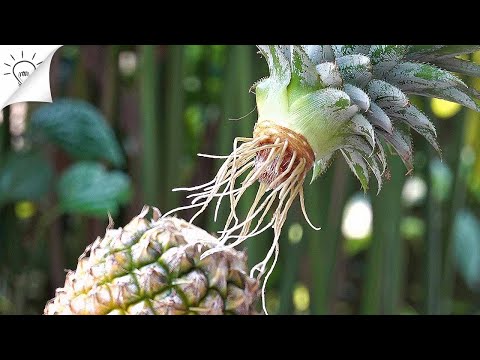 How To Grow Pineapple At Home | Thaitrick