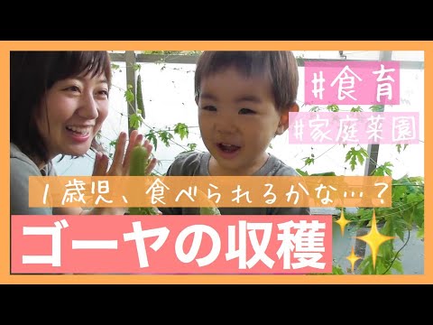 【家庭菜園】はじめてのゴーヤＩはたして反応は、、、？！