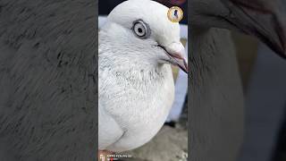 How to Identify Original RacerPigeon || Racer pigeon eyes #status#eyes #kabutar #shorts #trening