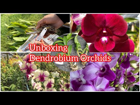 Orchid plants Unboxing | Online Orchid plants 🌿🌸