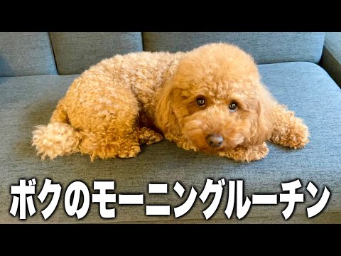 朝の時間を全て愛犬に捧げる独身男。【優男】