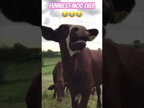 Funniest cow noise #ozziereviews #funnycow #funnyanimals #cow #cows #steers #animals #animalshorts