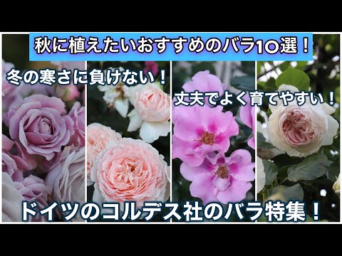 【秋バラ】秋に植えたい、おすすめのバラ10選！丈夫で冬の寒さにも強いコルデス社のバラ特集！