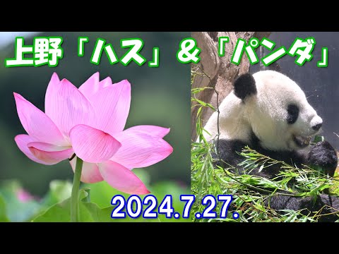 【4K】上野不忍池「ハス」＆上野動物園「パンダ」2024