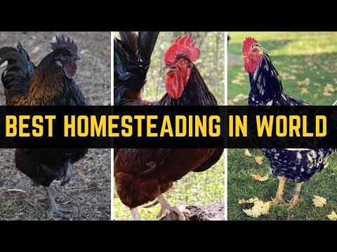 Best Chicken Breeds for Homesteading for Beginners 2023 || Best Backyard Chicken Breeds