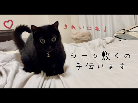 ベッドにシーツを敷く飼い主を手伝ってくれる黒猫