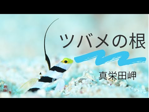 【沖縄ダイビング】真栄田岬ツバメの根　ポイント紹介　ピンクマーメイド