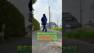 散歩中に居るはずのない飼い主が通りすがったら愛犬は気づく？#shorts