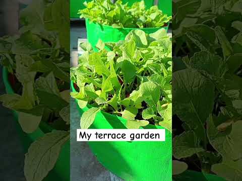 my organic terrace garden