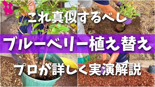 【失敗しない】ブルーベリーの植え替え・植え付けプロが実演解説(用土作り・鉢植え・地植え)