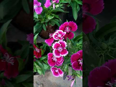 dianthus # gardening #gardendreams #youtubeshorts #gardeningplants #flowers #trending #gardenflowers