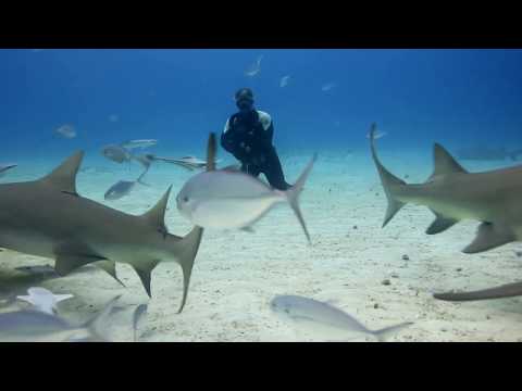 Diving in shark-infested waters in The Bahamas