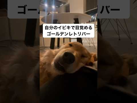 自分のイビキにびっくりするゴールデンレトリバー‼️ #おもしろ #犬　#大型犬 #犬のいる暮らし #かわいい犬