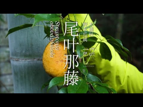 一植物 介绍一种好吃的野果，尾叶那藤