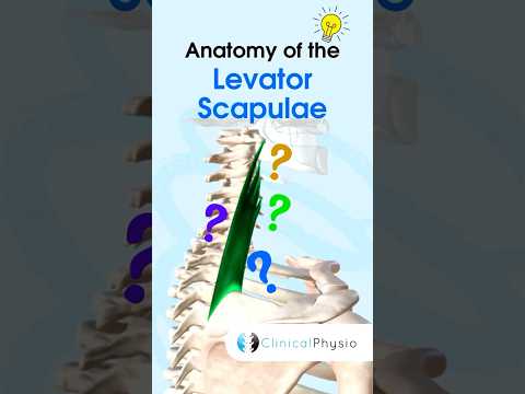 Levator Scapulae #physicaltherapy #physiotherapy #anatomy #levatorscapulae #muscle