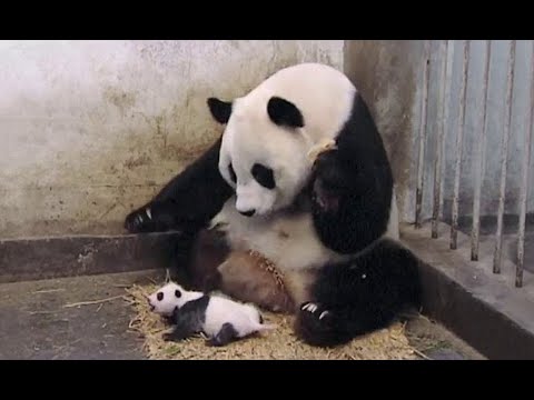 ❤❤❤ SNEEZING BABY PANDA❤❤❤