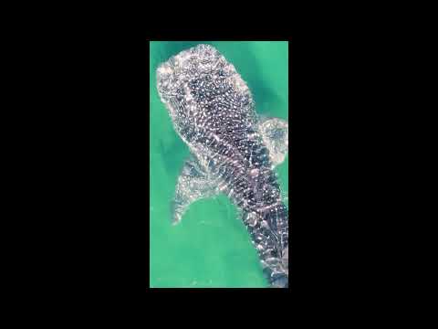 Whale Sharks! Baja, Mexico #shorts #whaleshark #ocean #nature