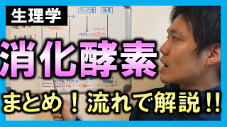 【基礎から勉強・解剖生理学】消化酵素（まとめ）【理学療法士・作業療法士】