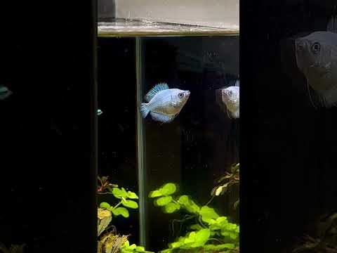 Cobalt Gouramis feeding time #aquarium #aquascaping #fishtank #fish #plantedtank