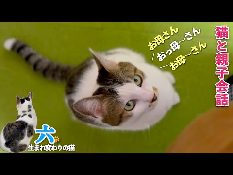 【猫と私の親子会話】おしゃべり猫の六との会話と子どもにしか見えない愛猫の行動をご覧ください | [生まれ変わりの猫] 六