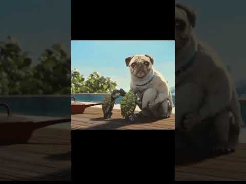 cute animals make friends very funny don't take food from a pug