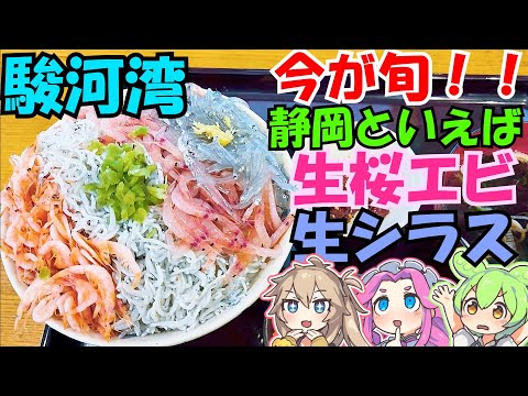 [今が旬]桜エビを食べにごはん屋さくらさんへ行くのだ！[駿河湾]