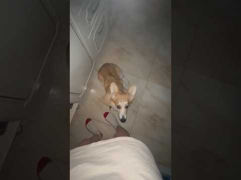 #memes #приколгода #shortvideo #юмор #subscribe #tiktok #прикол #shorts #short #cat #dog