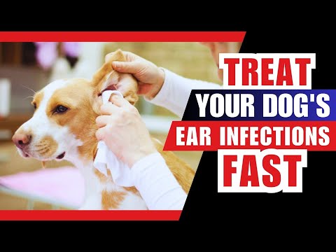 How to Treat Ear Infections in Dogs