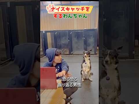 ナイスキャッチをする犬#dog#shorts#犬#犬のいる暮らし