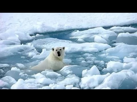 人类该警惕了！北极圈频现史前生物尸体，远古病毒或将苏醒？