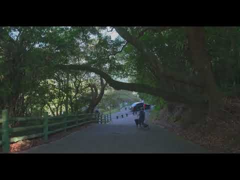 [4K60P HDR]]Morning Walk form Yangmingshan Bus Station to Tatun Waterfall陽明山客運總站至大屯山瀑布