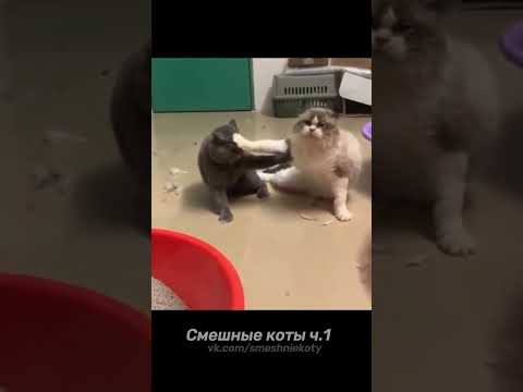 Смешные коты ч.1