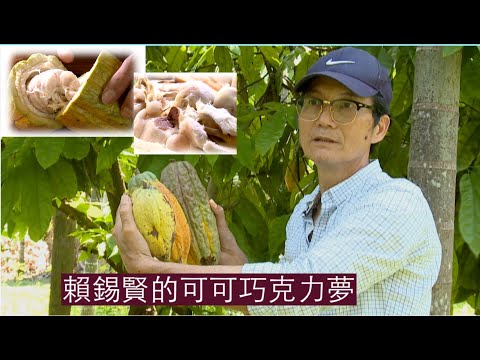 【屏東內埔】賴錫賢的可可巧克力夢 |用心的產業 |美麗心台灣(165)    #美麗心台灣   #牛角灣巧克力  #賴錫賢