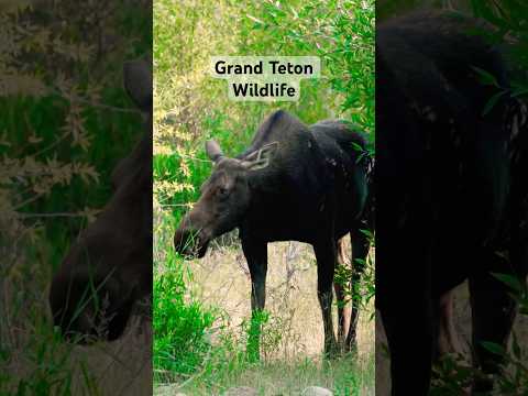 Wildlife in Grand Teton. #wildlife #animals #travel #nationalpark #shorts #short #ytshorts #video